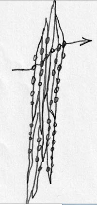 drawing of how liquid flows through series of softwood tracheids
